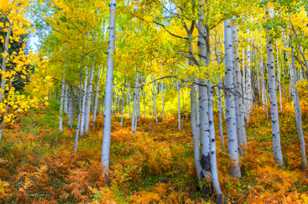 Aspen forest on Ohio Pass-2061 Aspen forest on Ohio Pass-2061
